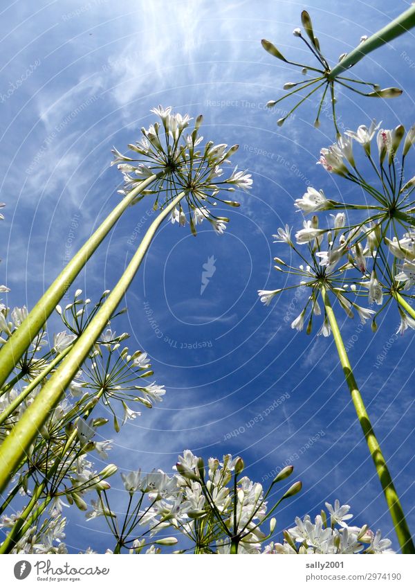 Airy, airy, airy. Plant Sky Summer Beautiful weather Flower decorative lily agapanthus Blossoming Esthetic Fragrance White Nature Fragrant Easy Ease Tall