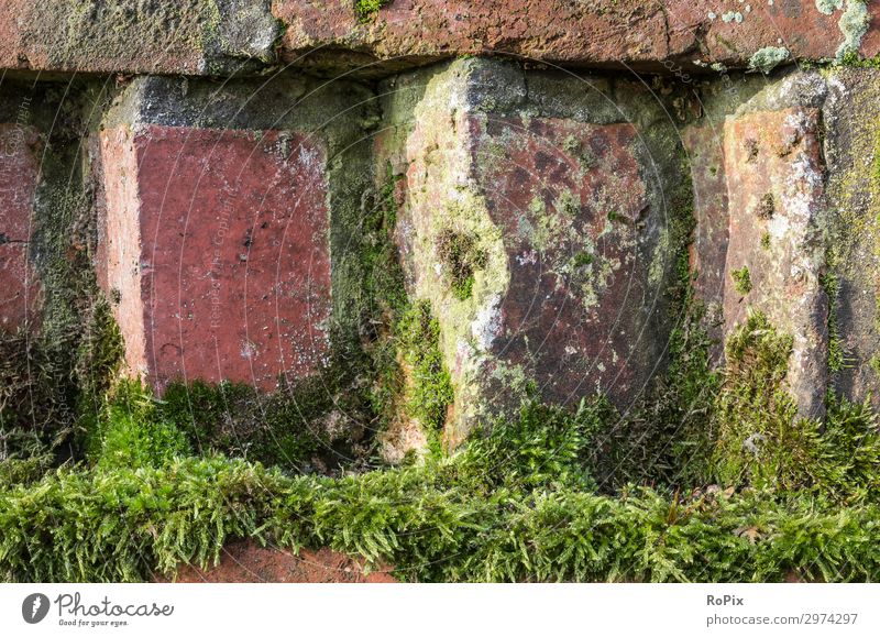 Moss on an old brick wall. Wall (building) rampart Brick texture Architecture Church Gothic period Brick Gothic House (Residential Structure) house wall Town
