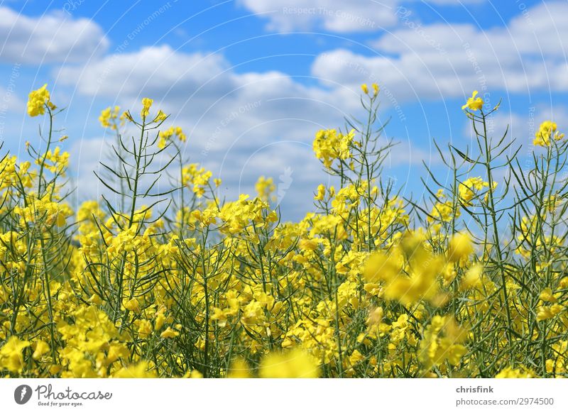 Rapsfeld in front of a blue sky Environment Nature Plant Blossom Blossoming Illuminate Blue Yellow Canola Colour photo Exterior shot Deserted Day Light Blur