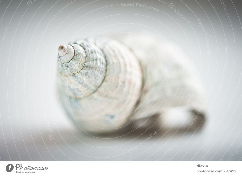 rømø | bring along House (Residential Structure) Mussel 1 Animal Natural Round Mobility Spiral Colour photo Interior shot Deserted Copy Space left