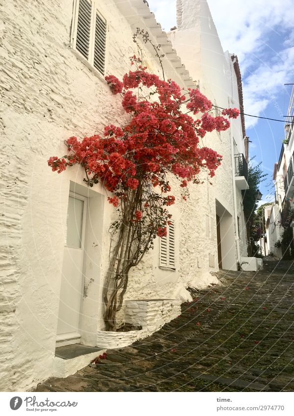 Summer on the doorstep Beautiful weather Tree Blossom Cadaques Catalonia Spain Downtown Old town House (Residential Structure) Wall (barrier) Wall (building)