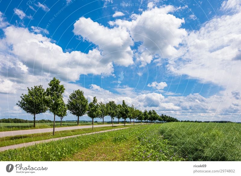 Field with trees near Rostock Relaxation Vacation & Travel Tourism Agriculture Forestry Environment Nature Landscape Plant Clouds Spring Tree Flower Grass