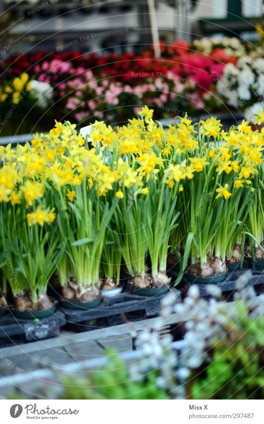 weekly market Spring Plant Flower Leaf Blossom Blossoming Fragrance Yellow Farmer's market Wild daffodil Spring flowering plant Bouquet Florist Narcissus