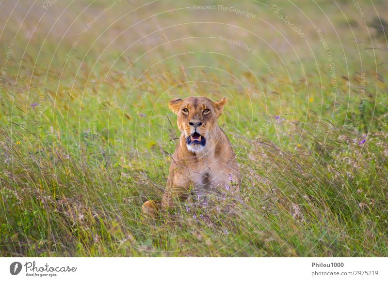 Lioness sitting in the savannah Face Vacation & Travel Woman Adults Nature Animal Park Cat Natural Wild Yellow Dangerous Africa african background Carnivore