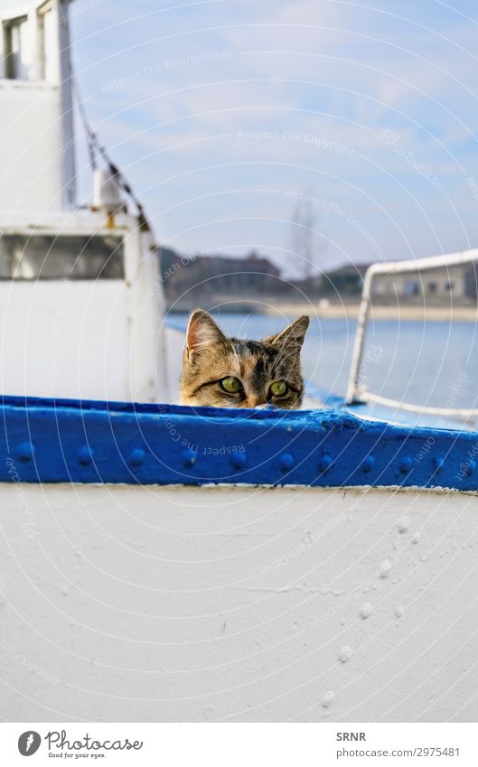 Sailor Cat Animal Watercraft On board Pet Hiking alley cat crawl out crawling out domestic animal Domestic cat hiding housecat outbred peek from peek out