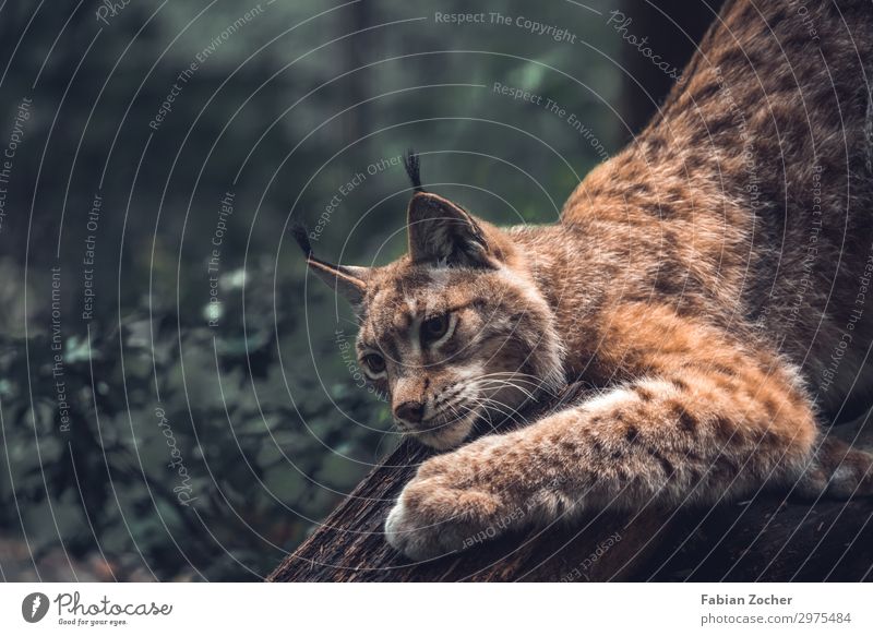 Lynx in Saxon Switzerland Vacation & Travel Camping Mountain Nature Landscape Animal Forest Romp Hiking Esthetic Athletic Life Elbsandstone mountains Europe