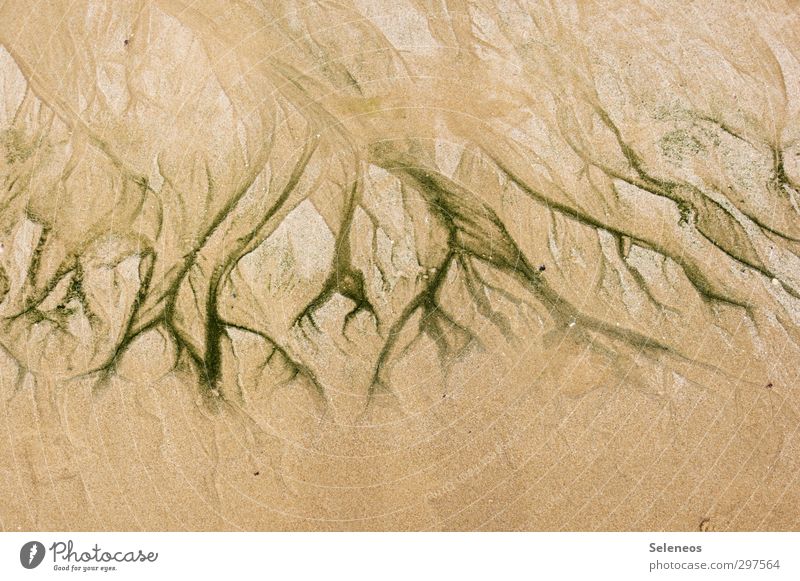 water veins Beach Environment Nature Sand Water Coast Ocean Line Wet Natural Vessel Structures and shapes Flow Soft Colour photo Exterior shot Deserted