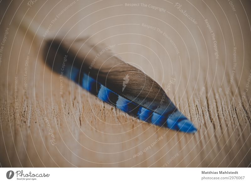 Jay feather Environment Animal Feather Lie Esthetic Glittering Natural Wild Soft Blue Brown Conceited Change Colour photo Subdued colour Exterior shot