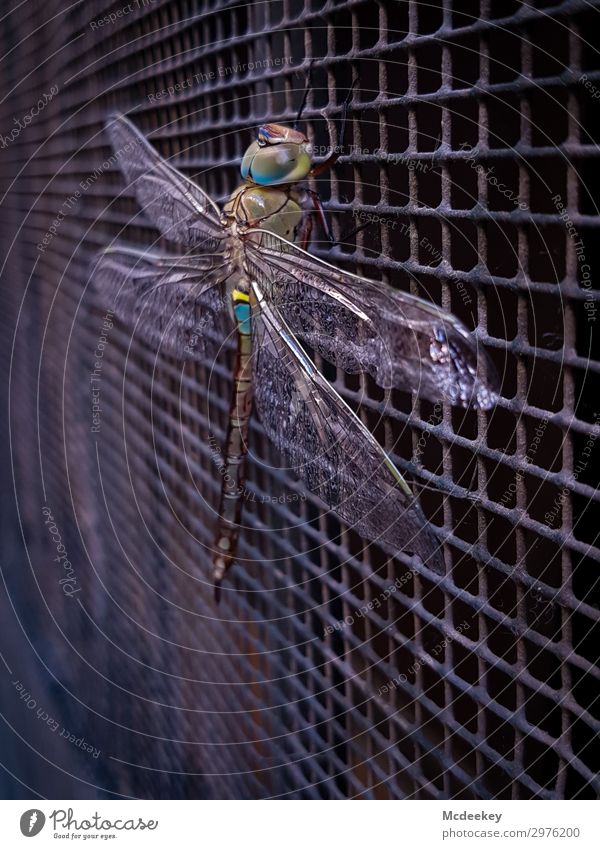 Dragon Fly I Nature Animal Summer Beautiful weather Seville Spain Andalucia Europe Town Downtown Old town Populated Facade Grating Metal grid Wild animal