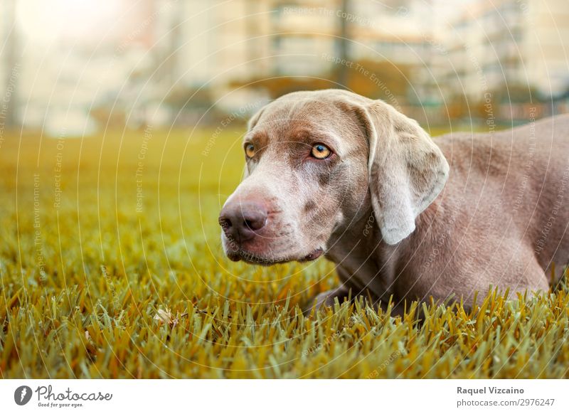 weimaraner dog in an autumnal landscape Nature Animal Earth Sunlight Autumn Weather Grass Park Dog 1 Observe Glittering Hunting Illuminate Looking Hot Natural