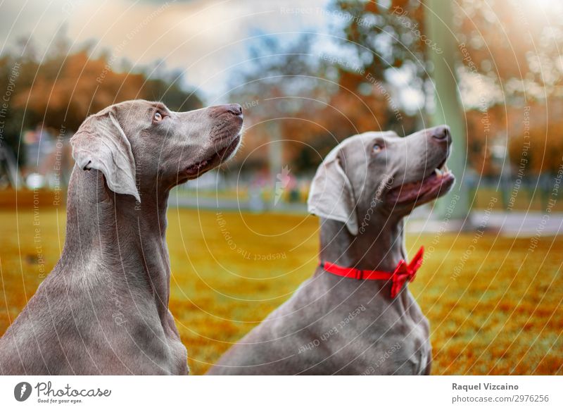 Two weimaraner dogs Nature Earth Sunlight Autumn Drought Tree Grass Park Meadow Animal Pet Dog 2 Observe Illuminate Sit Athletic Happiness Fresh Together Cold