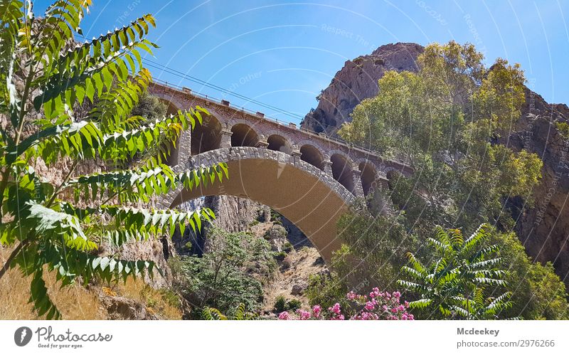Caminito del Rey Environment Nature Landscape Plant Sky Cloudless sky Sun Summer Beautiful weather Warmth Tree Flower Bushes Wild plant Exotic Rock Mountain