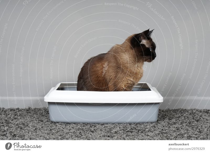 house-trained cat sits in cat litter box Animal Pet Cat 1 Sit Toilet Litter box Siamese cat housebroken Urinate Defecate Carpet Room Cleanliness Colour photo