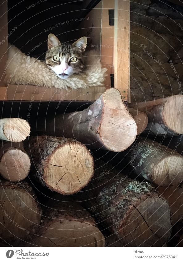 Catalan Weather Defiance (III) Animal Pet Animal face 1 Firewood Barn Pelt Wood Observe Lie Looking Wait Exceptional Dark Cuddly Cute Warmth Watchfulness Life