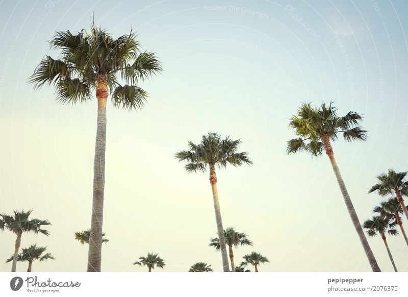 palm trees Vacation & Travel Tourism Trip Freedom Summer vacation Sky Cloudless sky Night sky Plant Tree Leaf Coast Wood Esthetic Yellow Green Colour photo