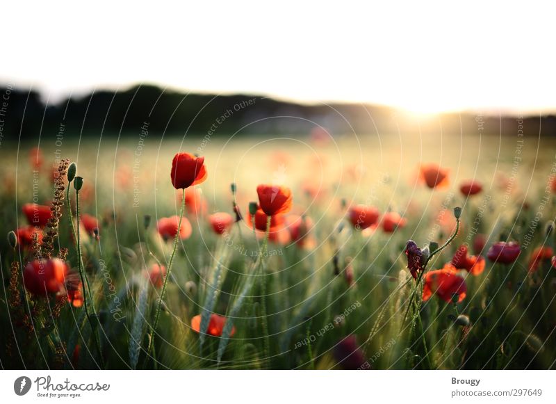 Poppies at sunset Landscape Plant Sunrise Sunset Sunlight Summer Blossom Foliage plant Agricultural crop Wild plant Garden Meadow Field Warmth Happy