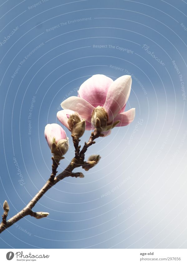 out of the dark and into the blue Environment Nature Plant Spring Beautiful weather Tree Blossom Magnolia tree Garden Elegant Fresh Blue Green Pink White Happy