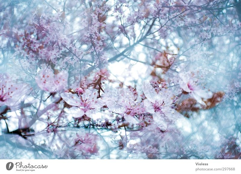 spring awakening Nature Plant Spring Tree Blossom Blossoming Ornamental cherry Double exposure Colour photo Experimental