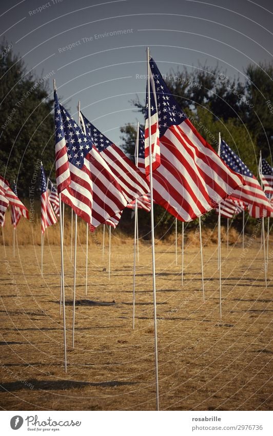 American flags airy Human being Wind Monument Stripe Flag Together Many Brave Passion Loyal Solidarity Grief Pride Politics and state Americas USA American Flag