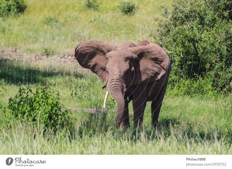 An old elephant in the savannah Playing Vacation & Travel Safari Nature Animal Park Large Africa Kenya Samburu african Battle Behavior big Elephant fight