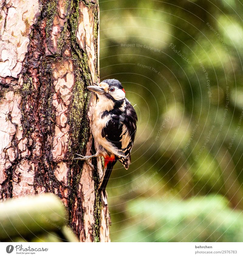 noise | woodpecker knocking Bird Woodpecker Forest Tree Tree trunk feathers Beak Nature Flying To feed Animal Wild animal pretty Animal portrait