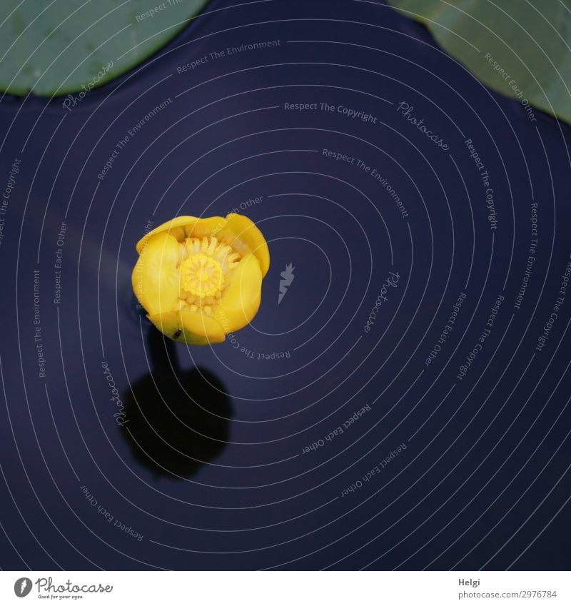 Blossom of a yellow water lily in still dark blue water with reflection Environment Nature Plant Water Summer Beautiful weather Leaf pond mumble Park Pond