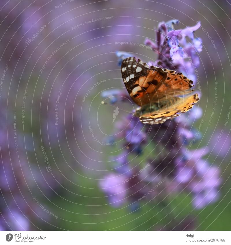 Thistle butterfly sitting on a purple bust Environment Nature Plant Animal Summer Beautiful weather Flower Blossom Garden Butterfly Painted lady 1 Blossoming