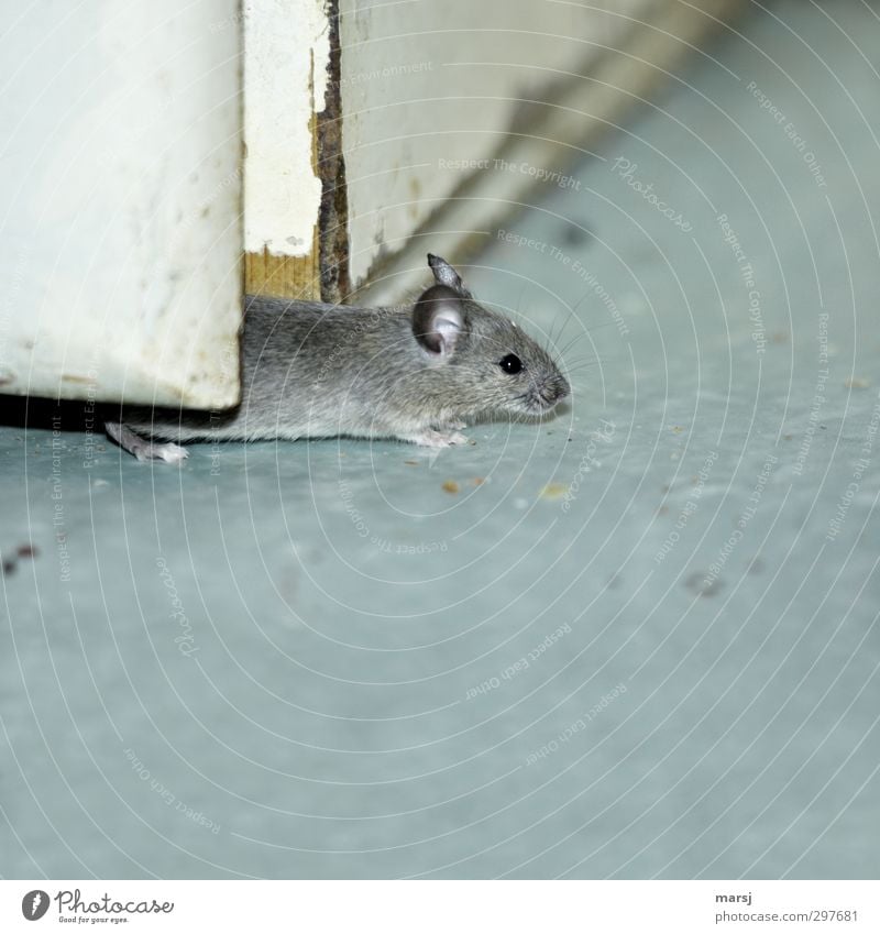 I put so much effort into it... Animal Mouse 1 Observe Exceptional Simple Disgust Creepy Gray Colour photo Subdued colour Interior shot Close-up Deserted