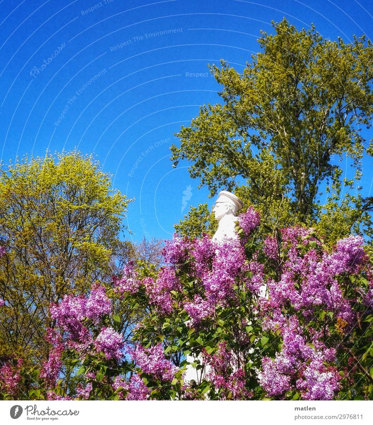 May Plant Sky Cloudless sky Spring Beautiful weather Tree Park Monument Observe Blue Green Pink White Lilac Berlin Berlin zoo whey Colour photo Multicoloured