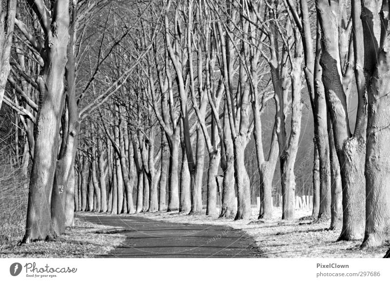 tree-lined avenue Landscape Tree Forest Village Emotions Nature Black & white photo Day Panorama (View)