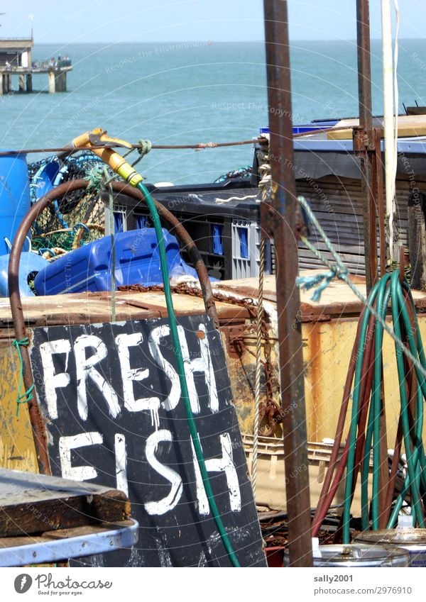 freshly caught... Fish Fishery Summer Coast North Sea Ocean Great Britain England Harbour Characters Signs and labeling Signage Warning sign Sell Offer Hose