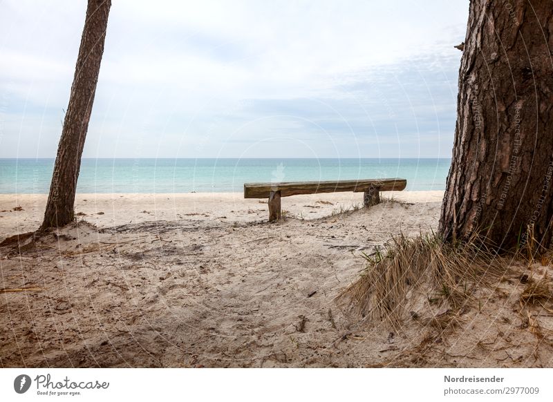 Idyllic place at the west beach Harmonious Calm Meditation Vacation & Travel Tourism Summer Beach Ocean Nature Landscape Water Tree Grass North Sea Baltic Sea