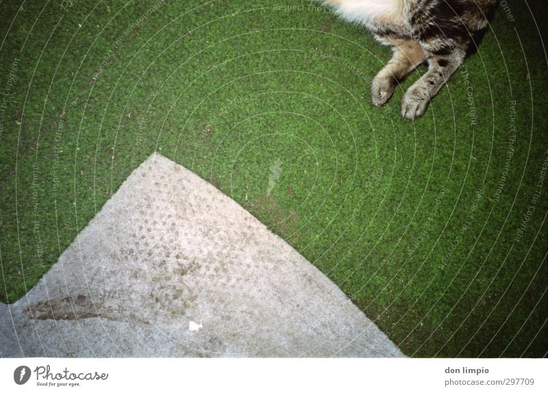..times more Pet Cat 1 Animal To fall Flying Lie Gray Green Surrealism Tiger skin pattern Legs Carpet Colour photo Interior shot Deserted Copy Space left