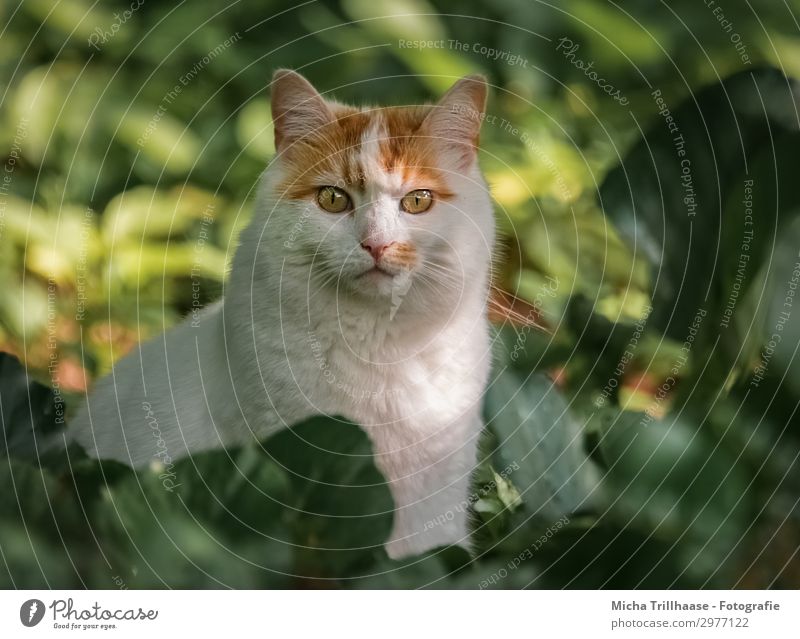 Red - White cat in the garden Nature Plant Animal Sunlight Beautiful weather Flower Leaf Foliage plant Garden Pet Cat Animal face Pelt Domestic cat Eyes Ear