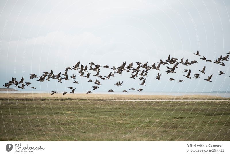 Rømø - wild goose chase Environment Nature Landscape Spring Animal Goose Wild goose Group of animals Flock Flying Movement Subdued colour Exterior shot Deserted