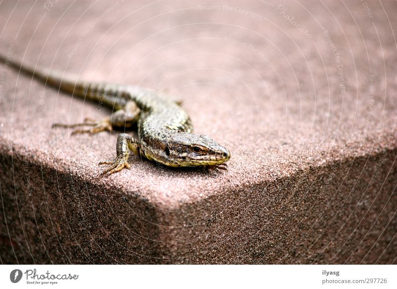 corners Animal Wild animal Lizards 1 Stone Observe Crouch Crawl Sharp-edged Cold Brown Green Colour photo Subdued colour Exterior shot Close-up Day
