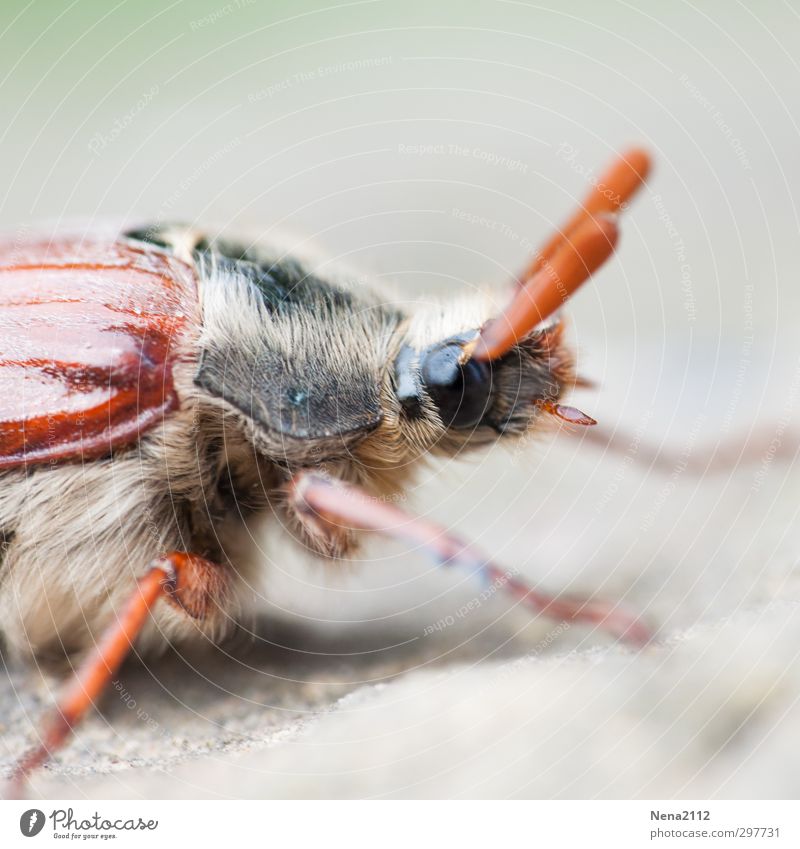 May bug Environment Nature Animal Spring Climate Weather Beautiful weather Garden Park Meadow Field Beetle Animal face 1 Crawl Brown Insect Hair and hairstyles
