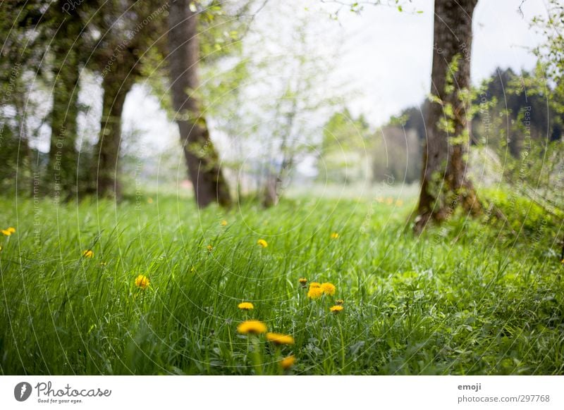 do you hear the wind? Environment Nature Landscape Spring Beautiful weather Wind Grass Meadow Natural Green Colour photo Exterior shot Deserted Day