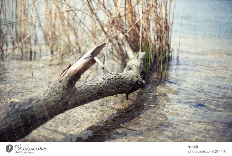 soon. Environment Nature Water Summer Beautiful weather Lakeside Wet Natural Tree trunk Branch Colour photo Exterior shot Deserted Day Shallow depth of field
