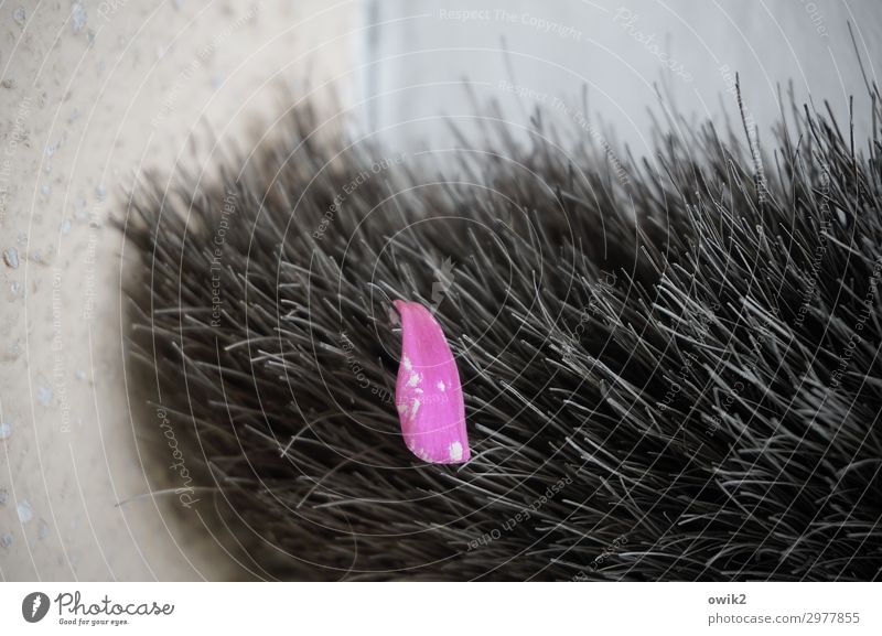 stuck Wall (barrier) Wall (building) Broom Blossom leave Bristles Plastic Hang Small Near Pink Surprise Transience Loneliness Colour photo Subdued colour