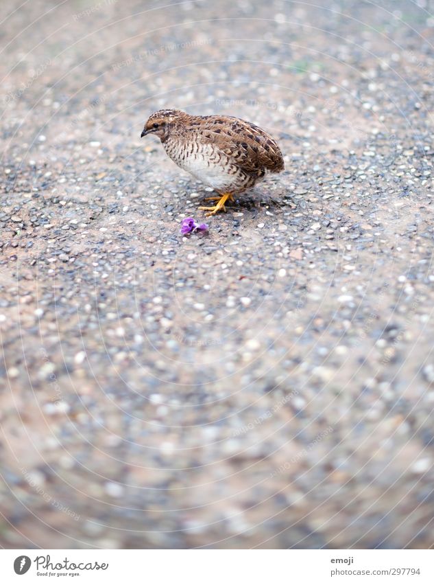 wee-wee Animal Wild animal Bird Zoo 1 Baby animal Small Cute Colour photo Exterior shot Deserted Copy Space bottom Day Shallow depth of field