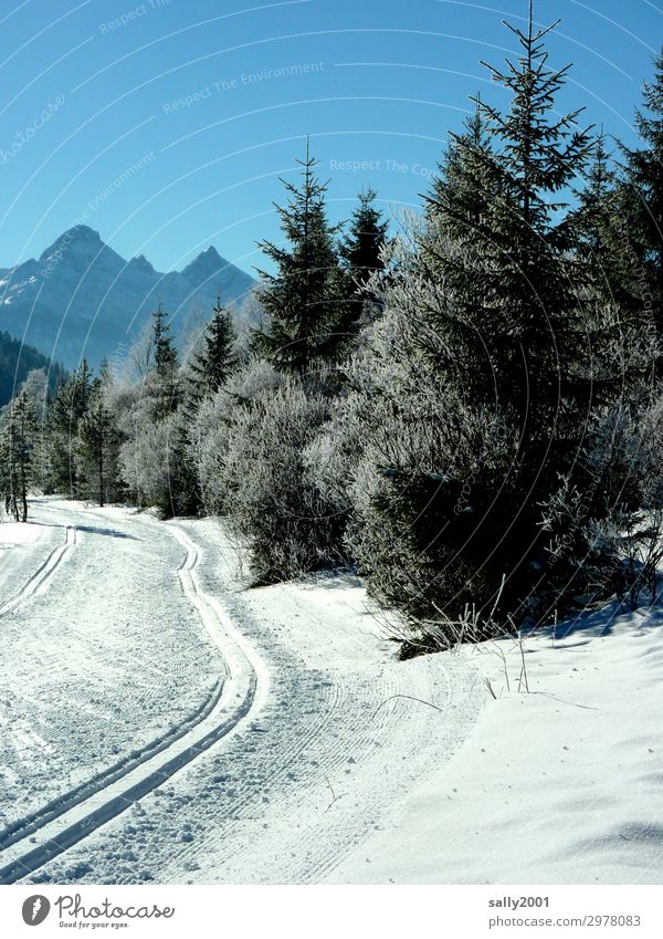 the track is groomed... Cross country skiing Cross-country ski trail Landscape Sunlight Winter Beautiful weather Snow Tree Forest Alps Mountain Sports