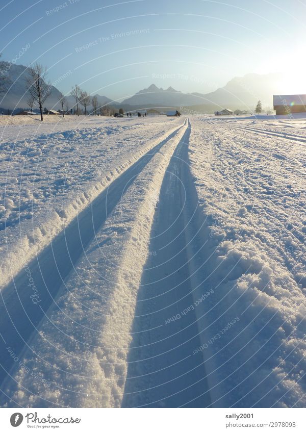 cross-country skiing paradise... Sports Winter sports Cross-country ski trail Landscape Cloudless sky Beautiful weather Snow Alps Cold Athletic White Tourism