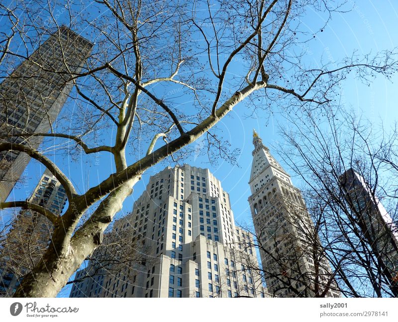 skyscraper... Tree American Sycamore New York City USA Americas Town Downtown Skyline House (Residential Structure) High-rise Gigantic Tall Relationship