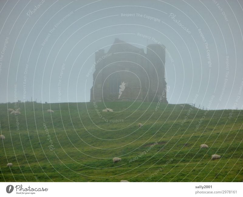 Nebulous english fog... Bad weather Fog Grass Meadow Hill England Castle Ruin Flock Herd Old Dark Creepy Loneliness Apocalyptic sentiment Nature English opaque
