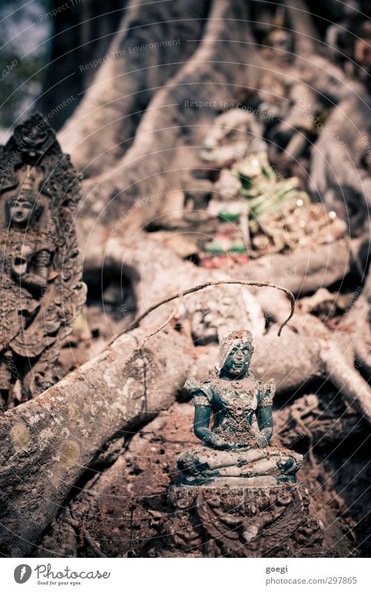adorably Plant Tree Belief Religion and faith Buddhism Statue of Buddha Ganesh Colour photo Multicoloured Exterior shot Deserted Shallow depth of field