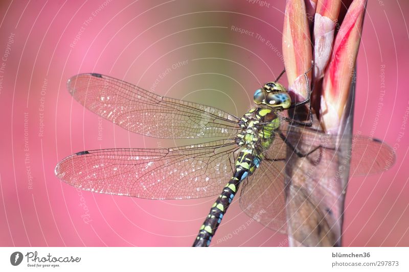 Love of detail | Filigree Animal Wild animal Dragonfly Aeshnidae Southern hawker 1 Sit Esthetic Thin Elegant Large Blue Green Insect Glimmer Delicate