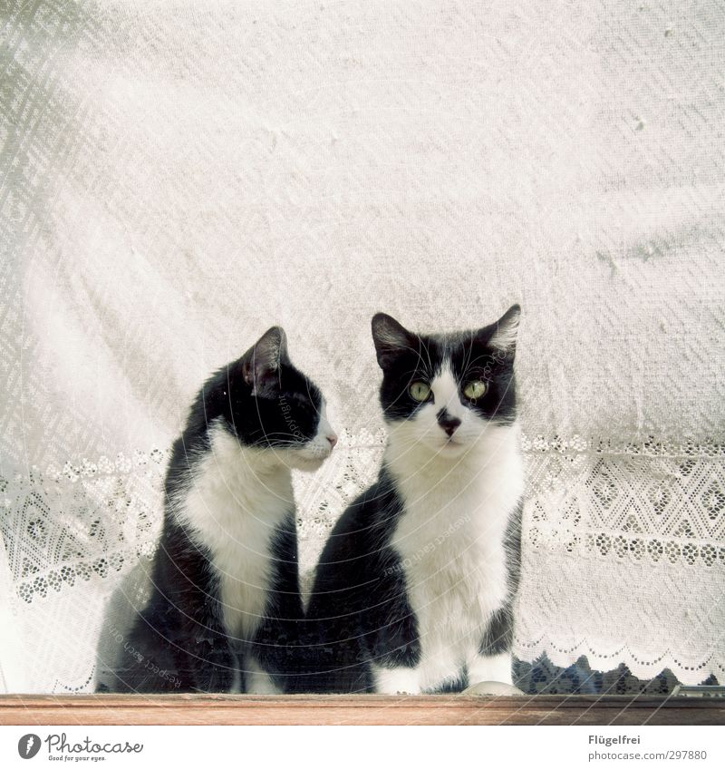 Don't say anything now. Cat 2 Animal Observe Patch Car Window Curtain Lace White Looking Window board Flat (apartment) Beautiful Colour photo Subdued colour
