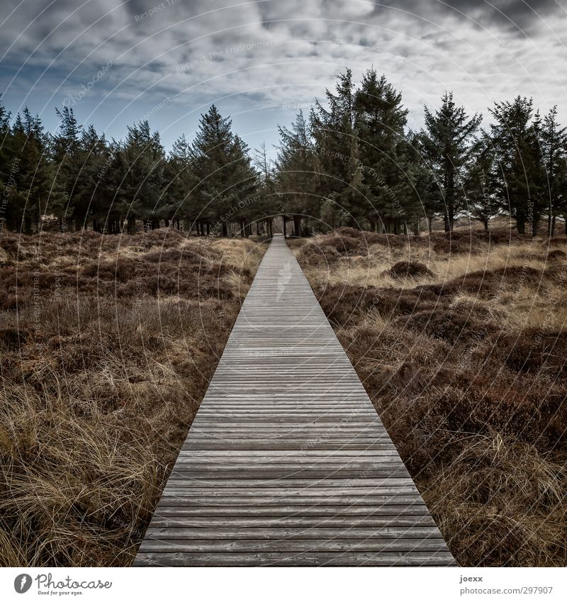 Before Nature Landscape Sky Clouds Weather Park Forest Island Amrum Lanes & trails Old Going Gloomy Dry Blue Brown Black White Success Power Brave Patient