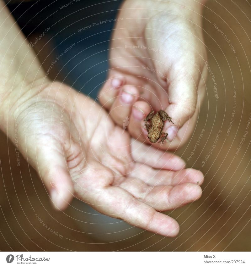 Better a frog in the hand... Human being Child Toddler Infancy Hand Fingers 1 1 - 3 years 3 - 8 years Animal Frog Crawl Small Cute Hop Colour photo Close-up